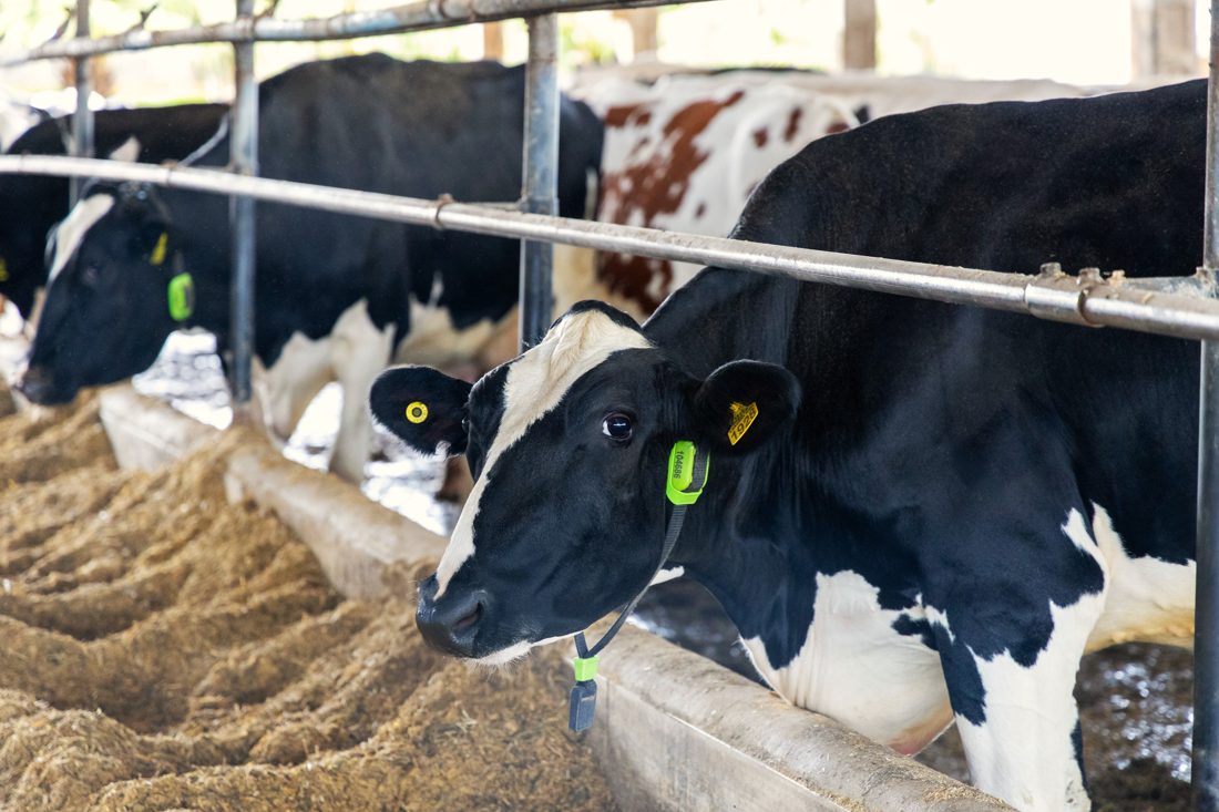 Vacas monitoradas por IA são usadas como garantia de empréstimo pela primeira vez no Brasil