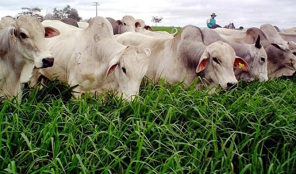 Escolha da Semente de Pastagem: Fator-Chave para Produtividade e Rentabilidade