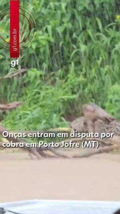 Onças disputam cobra em Porto Jofre, Mato Grosso