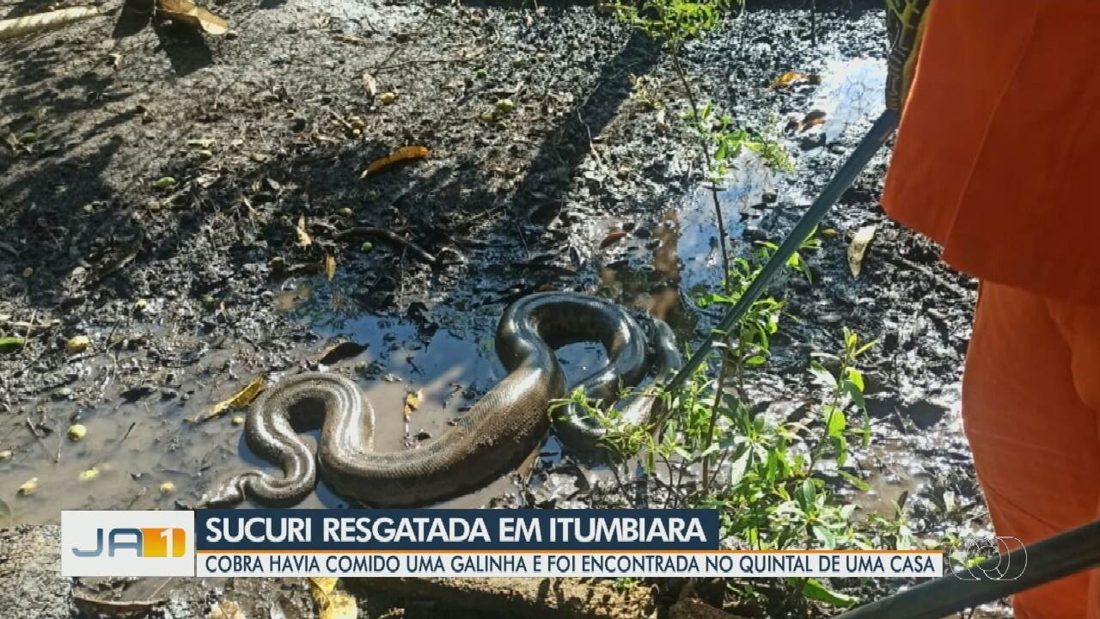 Bombeiros de Itumbiara libertam sucuri de 3,5 metros após ave ser engolida