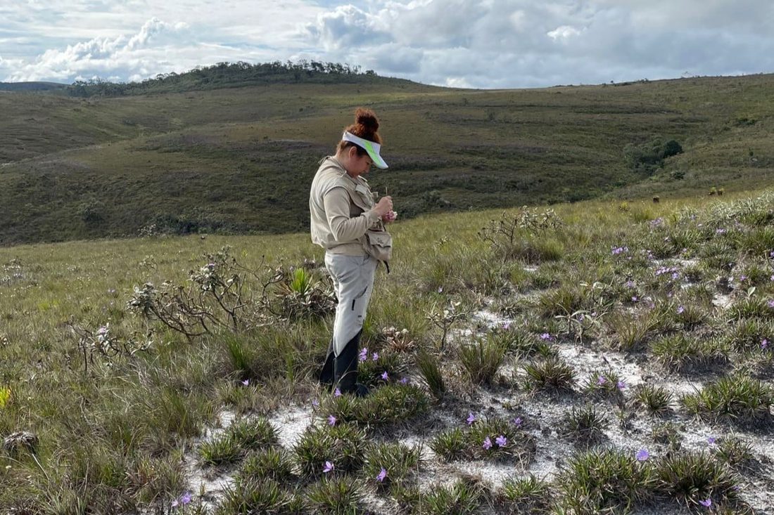Polinizadores são essenciais para preservar canelas-de-ema no Cerrado