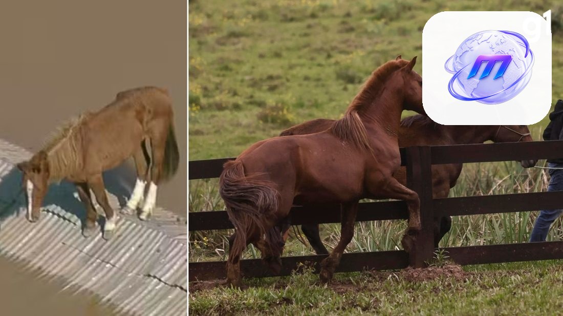 Égua "Hora Extra" chega à Ulbra e pode gerar primeiro filhote do cavalo Caramelo, símbolo da enchente no RS