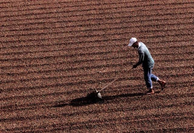 Colheita de Café no Brasil Alcança 78% e Permanece Atrasada