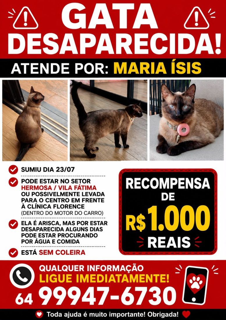 Família de Gata Maria Ísis em Jataí Oferece Recompensa de R$ 1 Mil por Informações sobre Desaparecimento