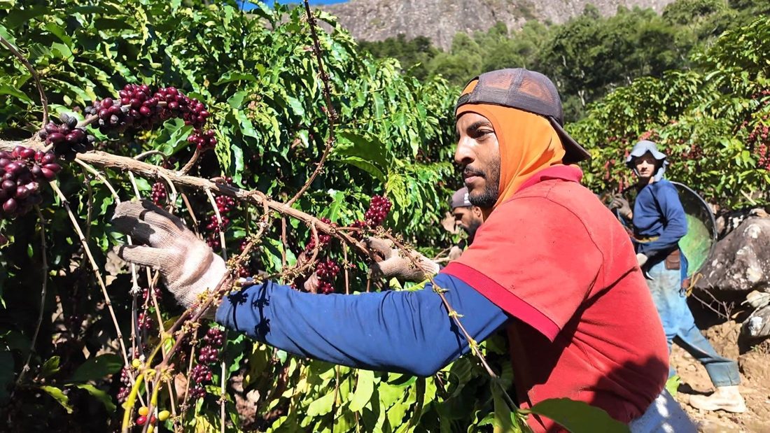 Comunidade se une para salvar colheita de café de produtor acidentado no Espírito Santo