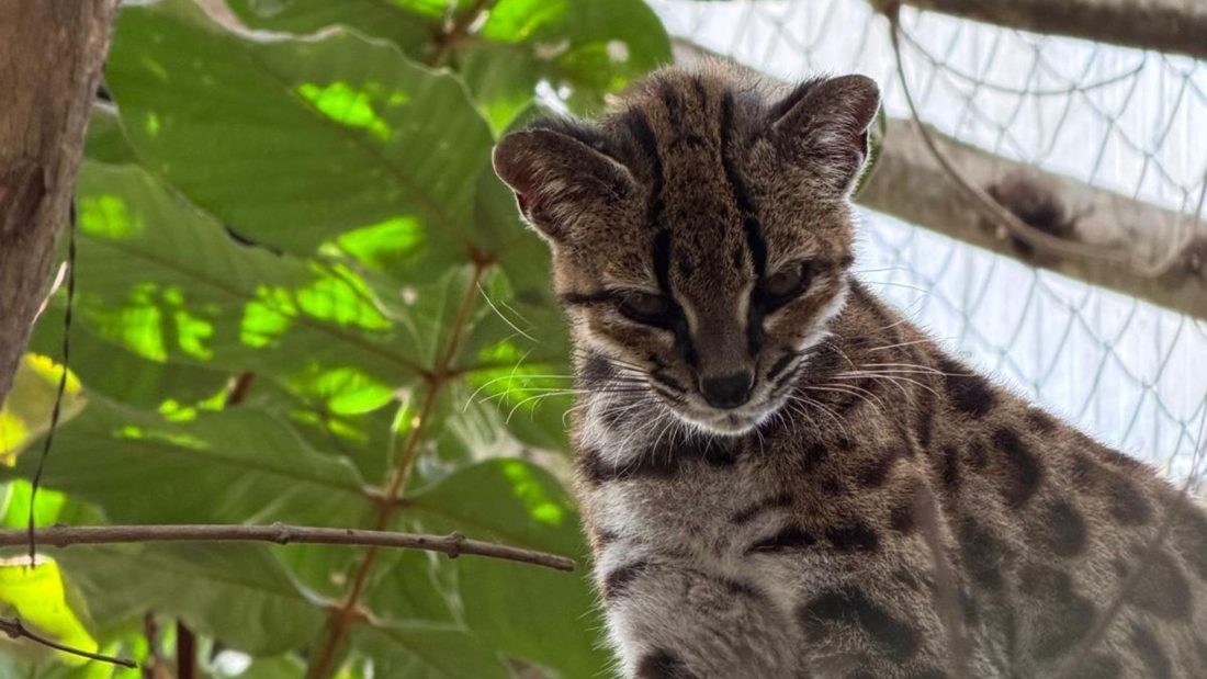 Professor da PUCRS identifica nova espécie de felino selvagem na Bolívia, o Leopardus tilcayo