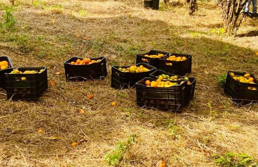 Produtor Rural de Jataí Dá Frutas ao Banco de Alimentos e Ajuda Famílias em Situação de Vulnerabilidade