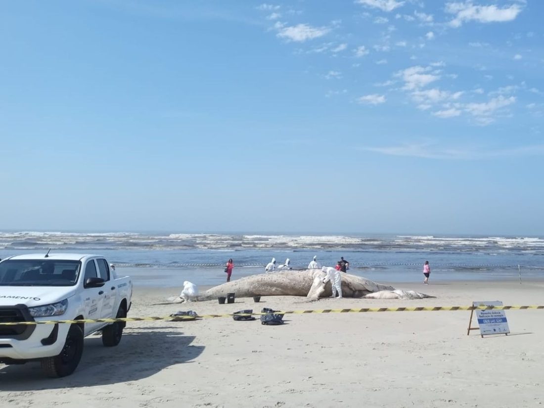 Baleia-jubarte de 10,7 m é encontrada morta em Itanhaém (SP) e biólogo alerta sobre riscos à saúde