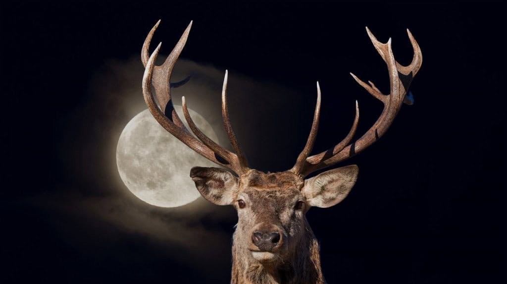 Lua dos Cervos no Céu: Entenda o Motivo