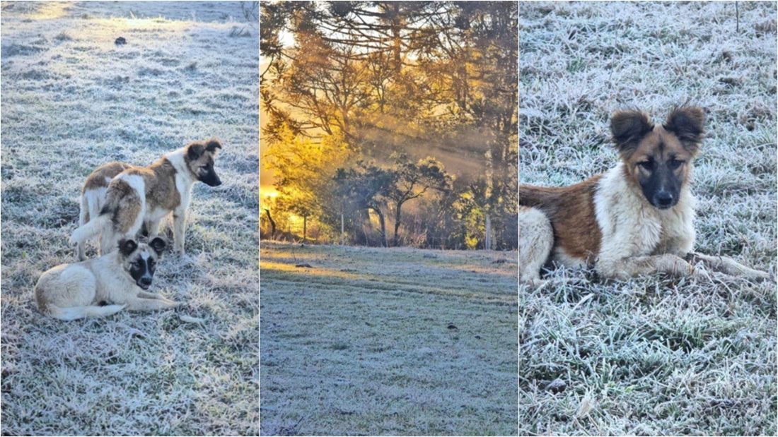 Cães 'Floquinho', 'Geadinha' e 'Bola de Neve' brincam na geada da Serra de Santa Catarina
