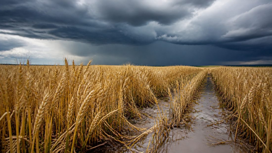 El Niño: Desafios para a Produção de Trigo no Sul do Brasil