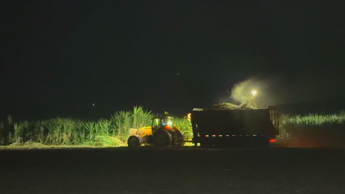 Colheita de cana-de-açúcar no interior paulista demanda três turnos de trabalho