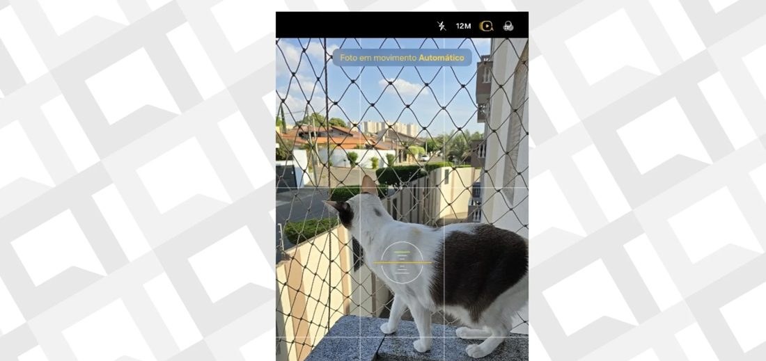 5 dicas infalíveis para fotografar seu pet com celular