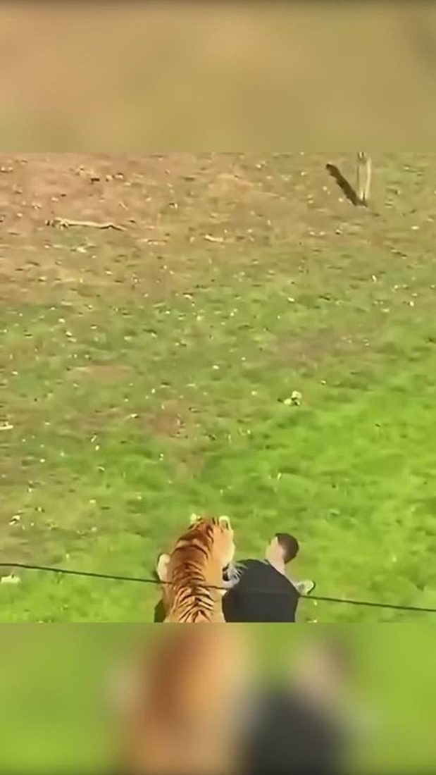 Tratadores afirmam ter agido ao máximo antes de visitante ser morto por tigre no Yorkshire Wildlife Park