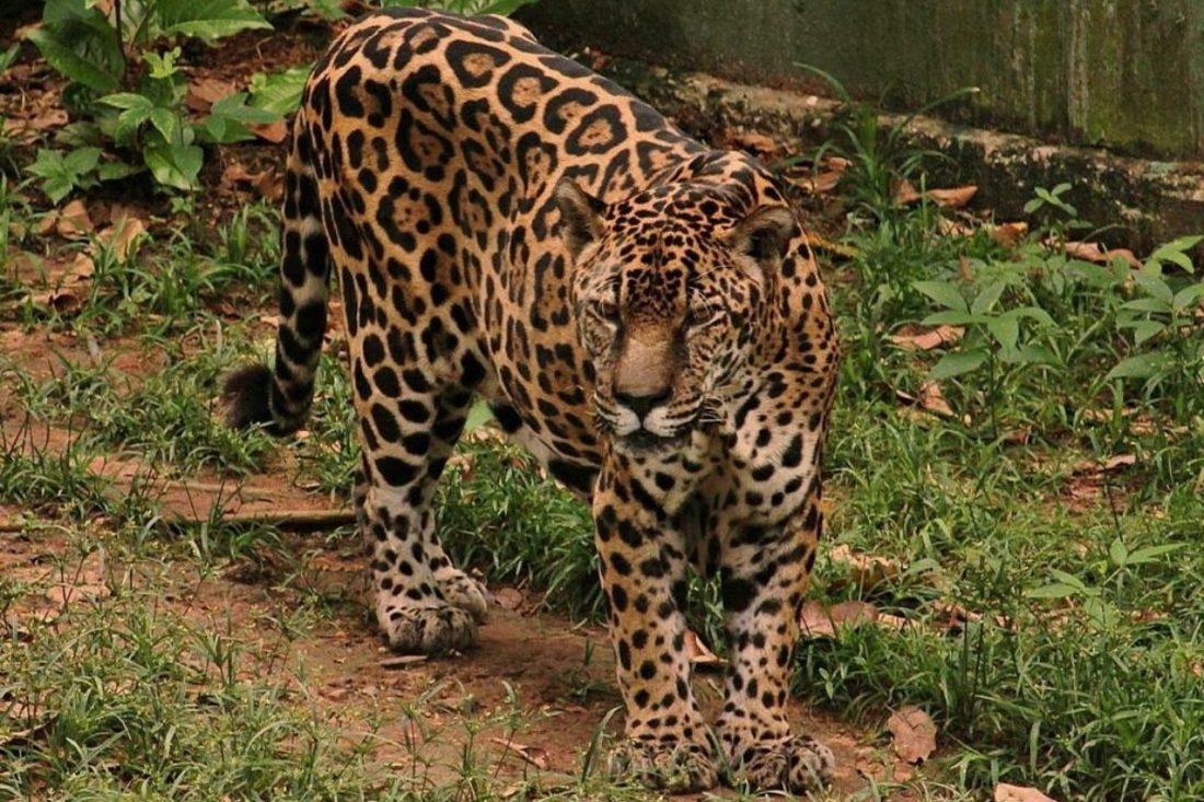 Onça-pintada Guardião, de 25 anos, conquista recorde Guinness como a mais velha em cativeiro no CIGS de Manaus