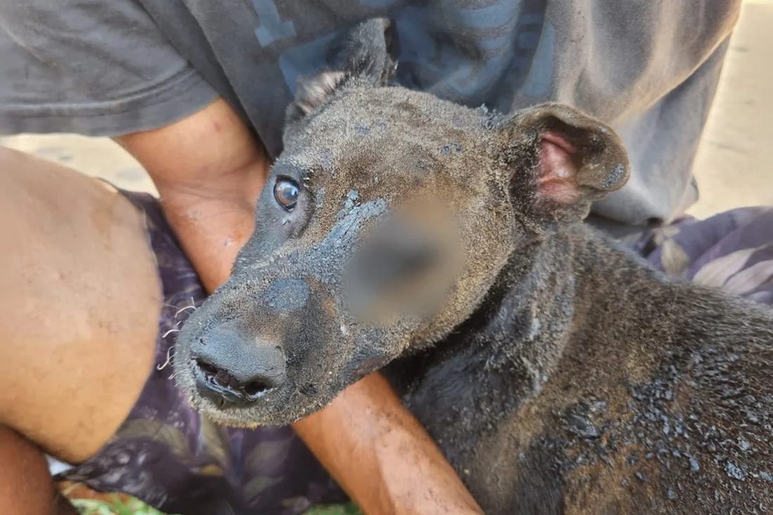 Mulher ateia fogo em barraco com cachorro dentro por vingança em Taguatinga (DF)