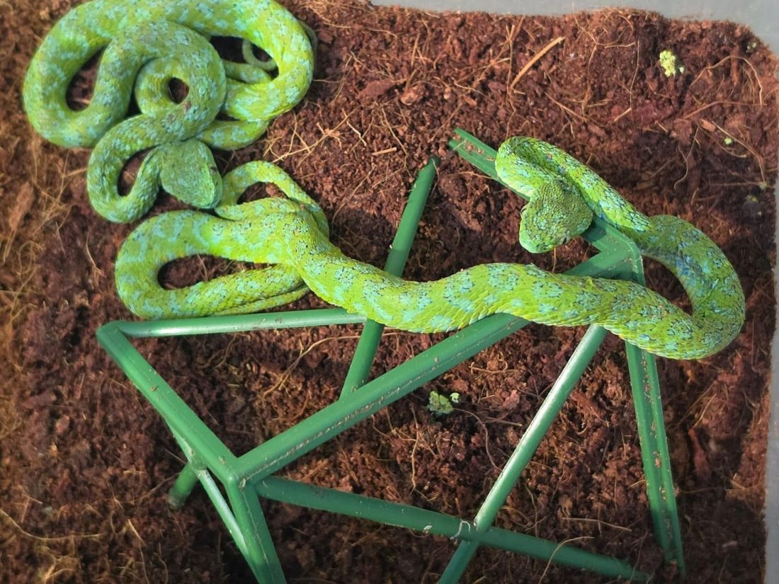Mexicano é preso em aeroporto na Alemanha com 37 cobras venenosas escondidas em embalagens de cosméticos