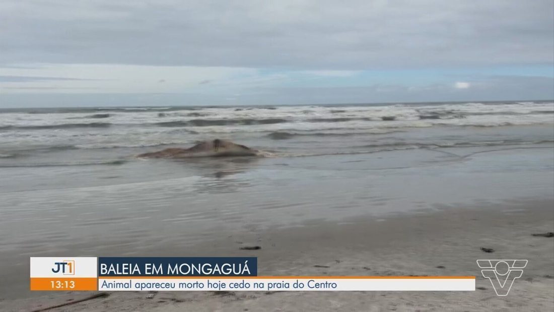 Baleia morta encalha na praia de Mongaguá, litoral de São Paulo