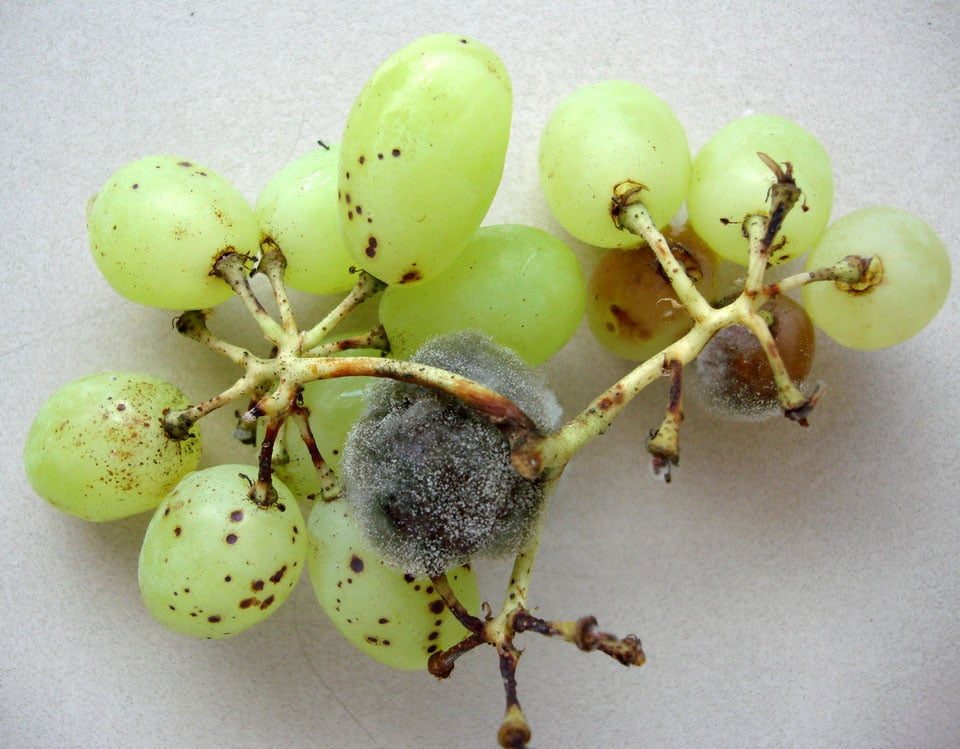 Fungo Clonostachys rosea: uma nova esperança contra a podridão cinzenta
