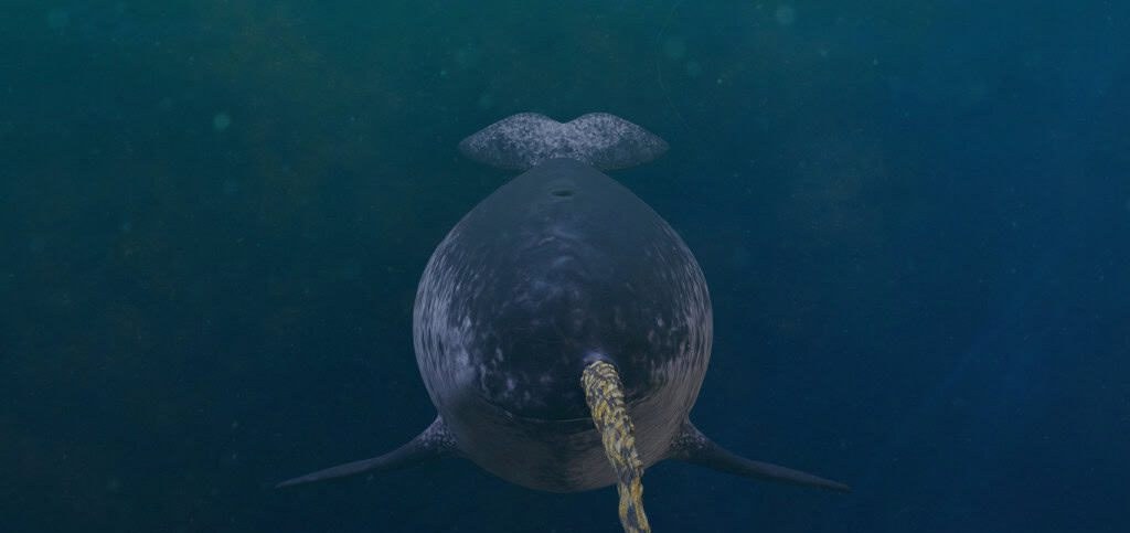 Narwhal: cientistas revelam como o “chifre” de até 3 metros permanece reto