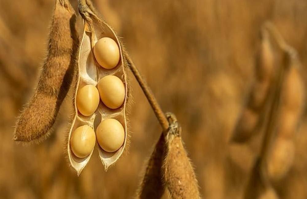 Mercado Agropecuário em Jataí: Soja em Alta e Destaque