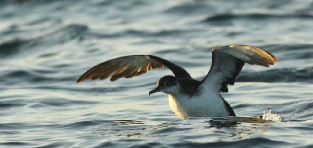 Jet lag também afeta aves: viagens longas desregulam o relógio biológico, aponta estudo