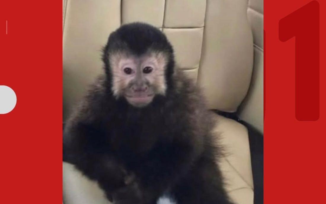 Macaco-prego Alcebíades morre após captura em condomínio de alto padrão em Salvador