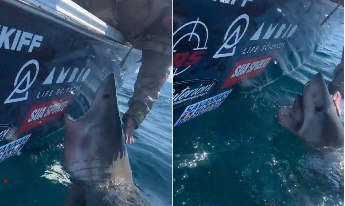 Tubarão-branco avança em direção a mulher que tenta tocá‑lo em barco nos EUA; vídeo divulgado pela Knot Lucky Fishing