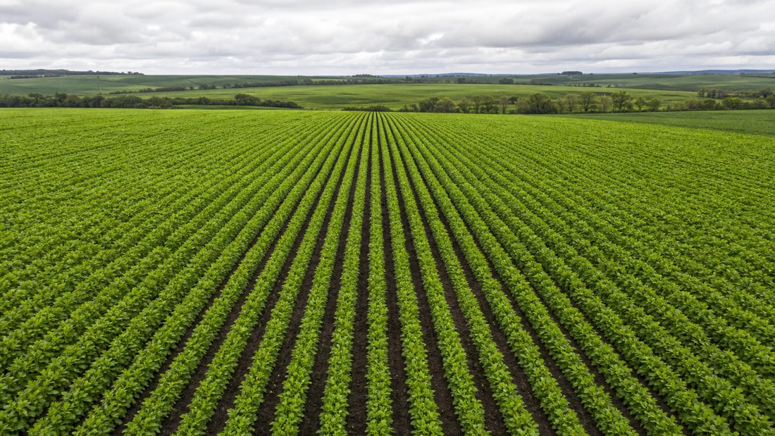 Conab Registra Vegetação Acima da Média Histórica nas Lavouras de Inverno