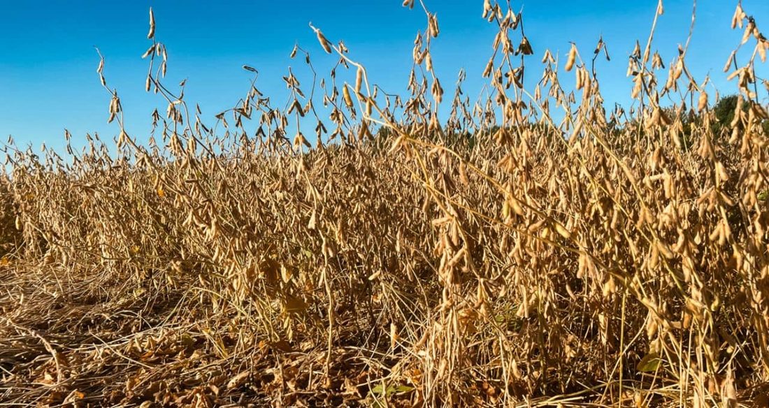 Soja avança em Chicago impulsionada por alta do petróleo e risco de atrasos na colheita dos EUA