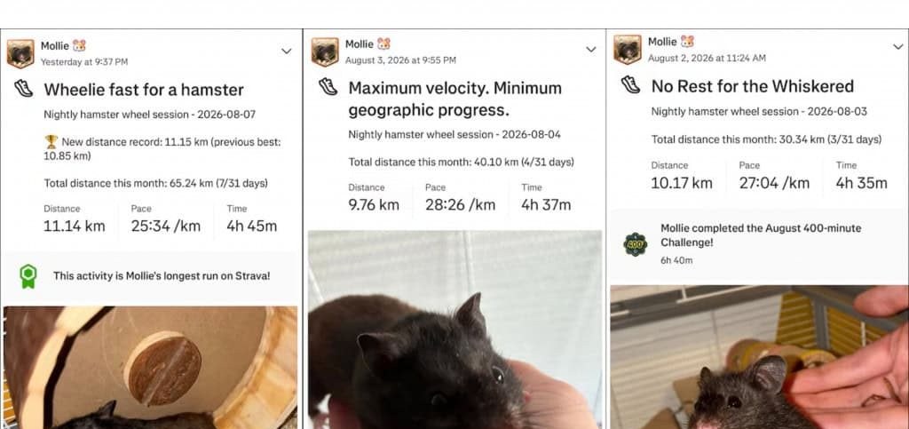 Hamster Maratonista: Mollie Pula em Notoriedade no Strava