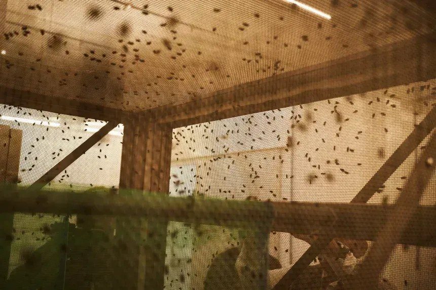 Bilhão de moscas estéreis são liberadas nos EUA para conter a mosca‑varejeira