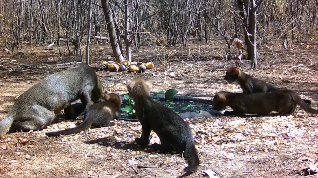 Gato-mourisco Cruza Fazenda e Surpreende Moradora em Três Rios, RJ