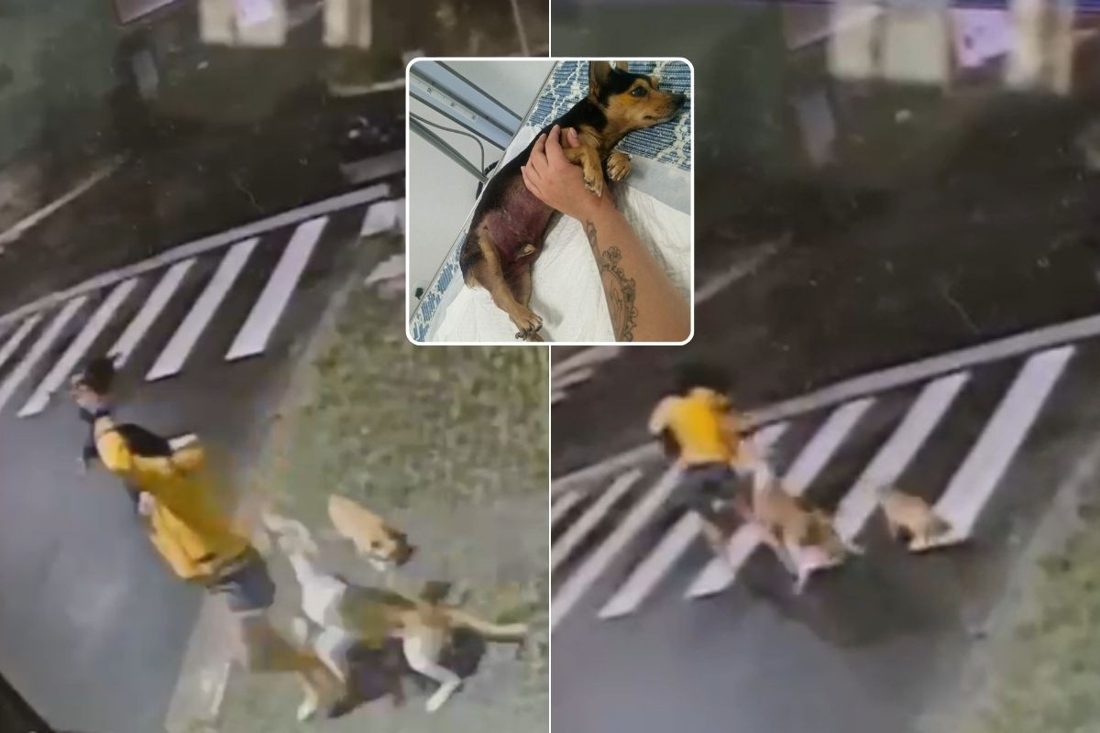 Pinscher morre após ataque de pit bull em passeio no litoral de SP; vídeo mostra agressão