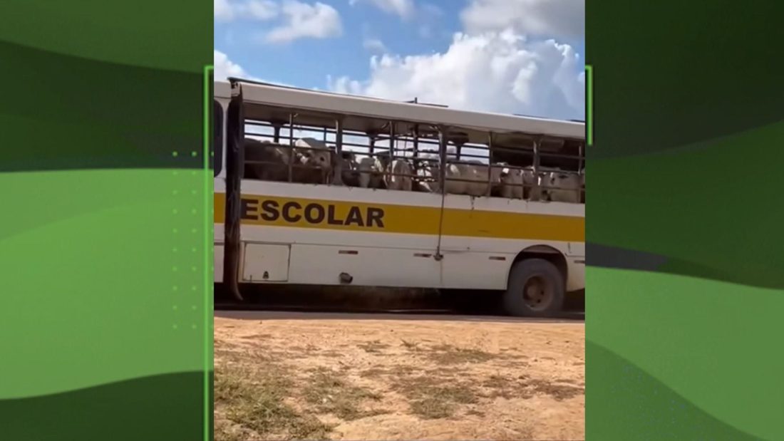 Vacas Transportadas em Ônibus Escolar no Pará Causam Alerta sobre Bem-Estar Animal