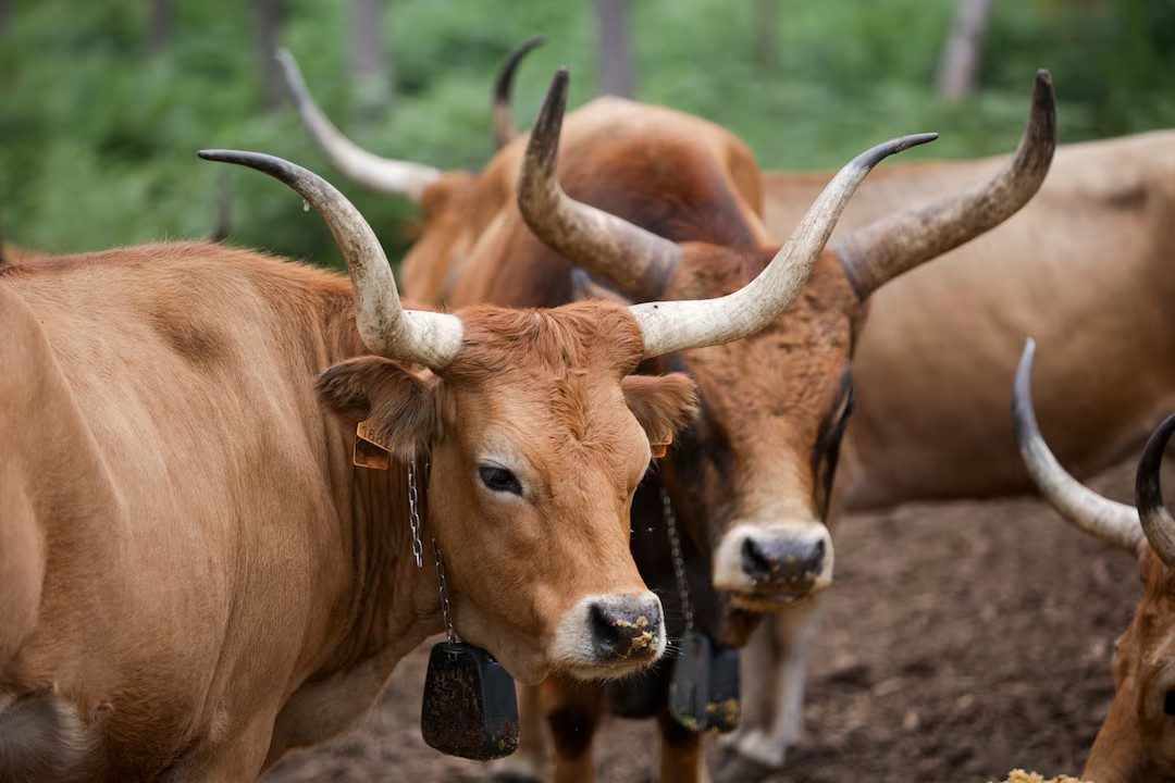 Vacas Cachena ajudam Espanha a reduzir queimadas após onda de incêndios