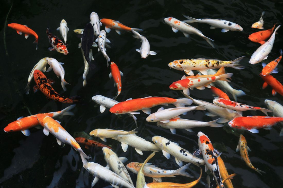 Carpa Nishikigoi: O Peixe que Pode Valer US$ 1,5 Milhão