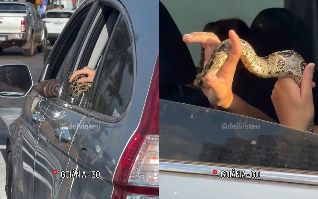 Cobra impressiona ao sair de carro no trânsito de Goiânia; vídeo
