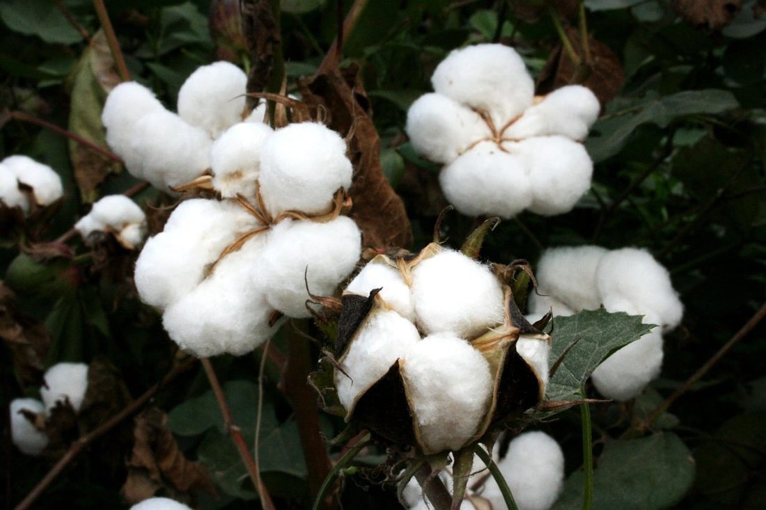 Cotações do Algodão em Pluma Seguem Firmes no Mercado Brasileiro
