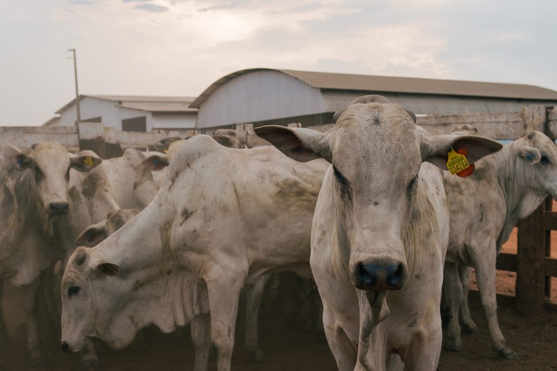 Pará enfrenta crise nas exportações de carne bovina após perda de mercado chinês e falta de habilitação para outros destinos