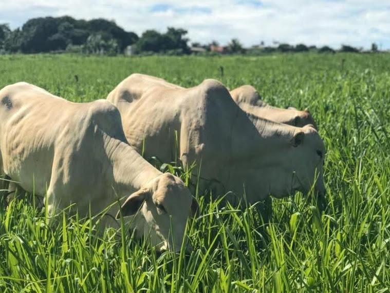 Baixa oferta sustenta preços do boi gordo em meio à lentidão nas negociações