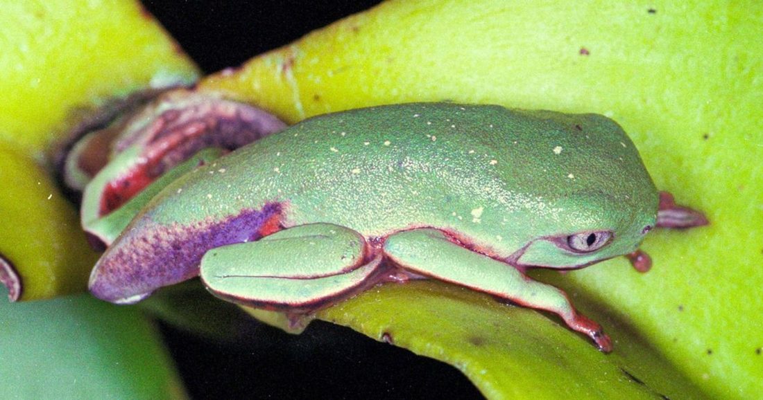 Vírus mata 83% das pererecas em reservas da Mata Atlântica: primeiro caso registrado na América do Sul