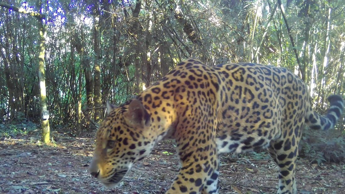 Onça-pintada recém‑identificada no Parque Nacional do Iguaçu recebe nome guarani que significa “estrela”