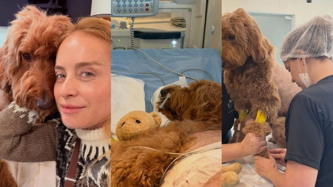 Famosos enviam mensagens de apoio a Angélica após diagnóstico delicado da cachorra Gringa