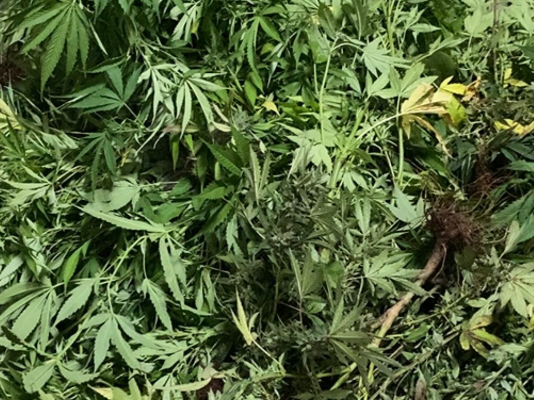 Polícia Militar apreende mais de 100 kg de maconha e prende suspeito em Araraquara (SP)