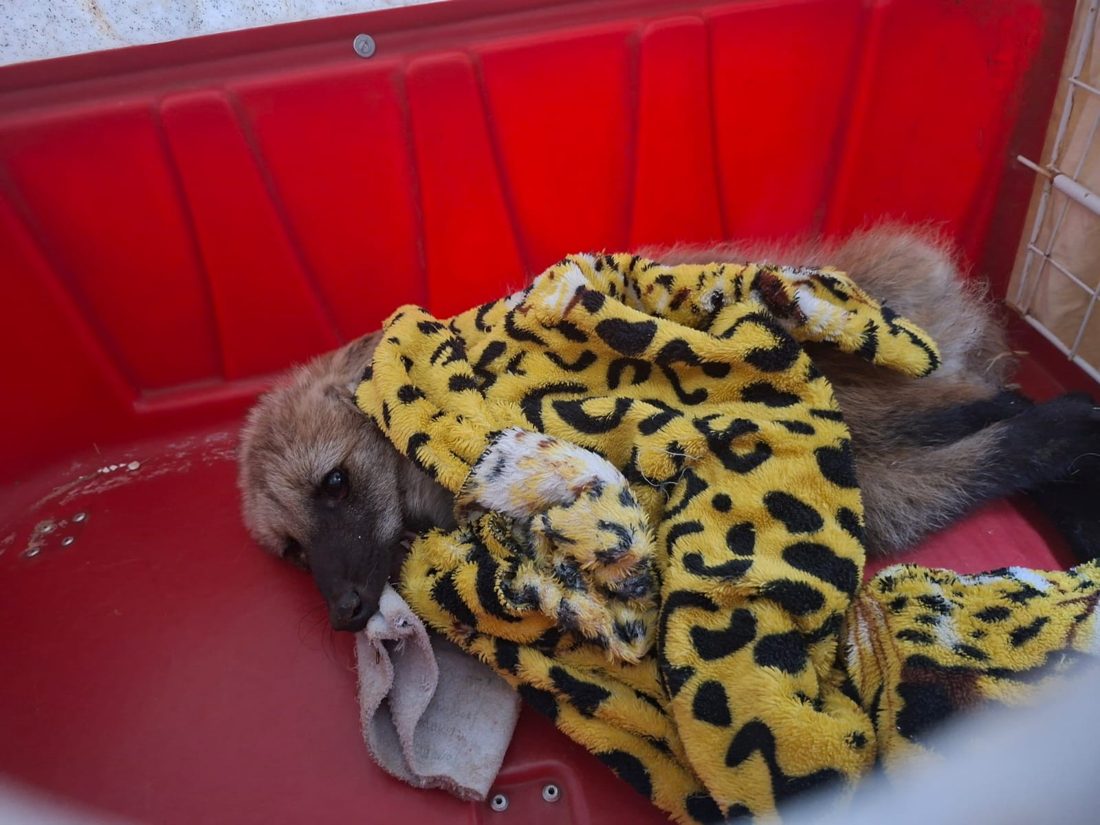 Lobo-guará é resgatado em canaleta da Rodovia SP-127 em Itapetininga
