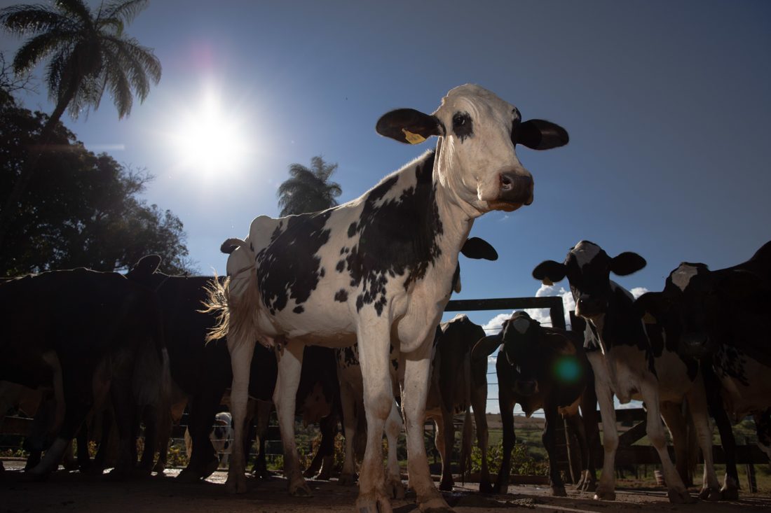 Começar a Produzir Leite: Guia Gratuito do Senar