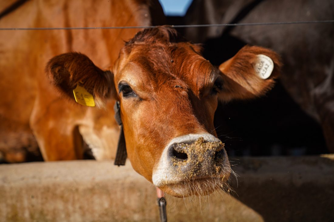 Vacas Leiteiras Tiraram Férias? Saiba Por Que Elas Passam Dois Meses Sem Produzir Leite