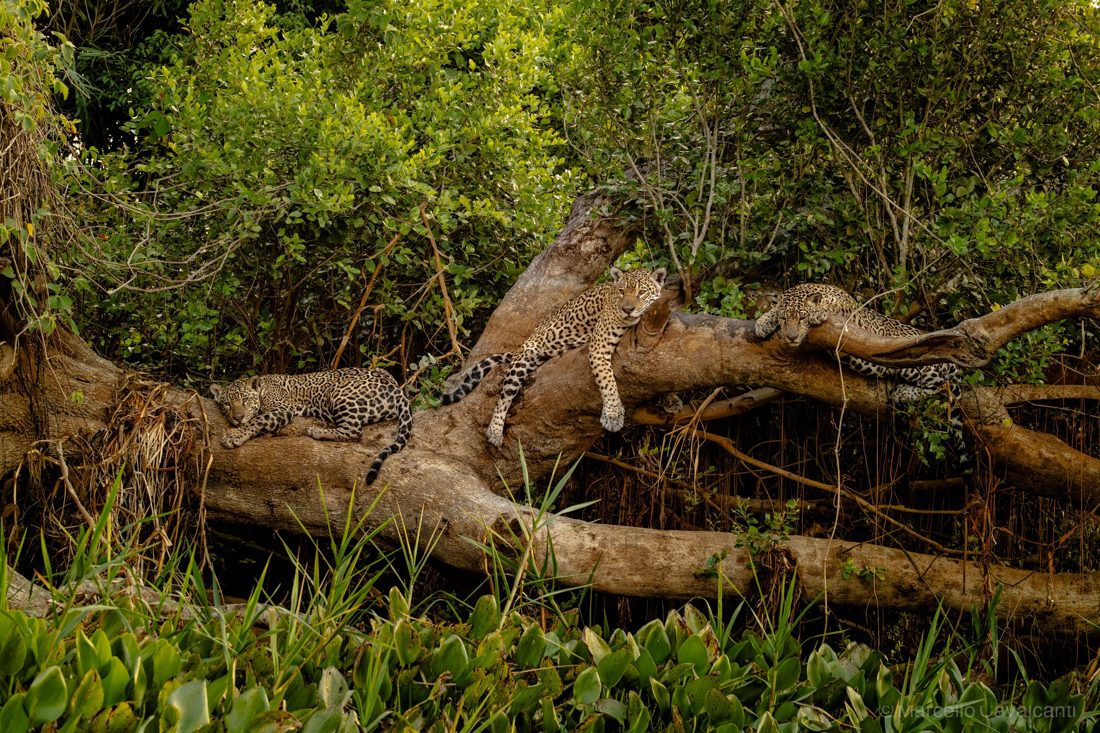 Fotógrafo captura onça-pintada Medrosa com filhotes Selva e Kairo sobre tronco no Pantanal